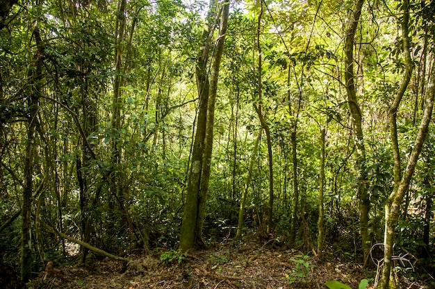 Tronchi di alberi con muschio sulla foresta pluviale brasiliana.