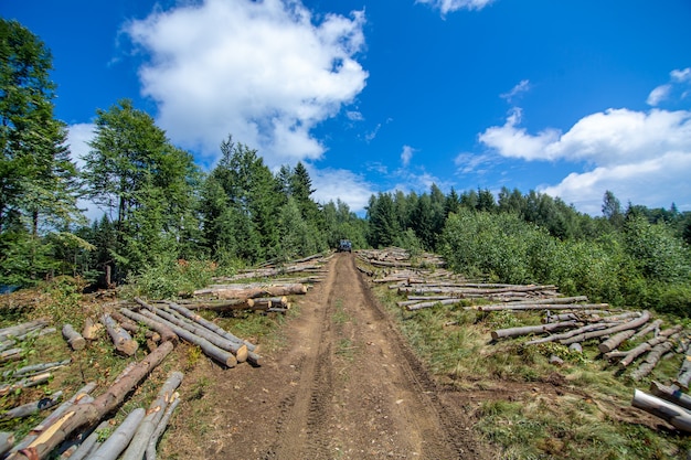 Tronchi di alberi da taglio freschi giacciono accanto alla strada sterrata nella foresta pronti per il trasporto.