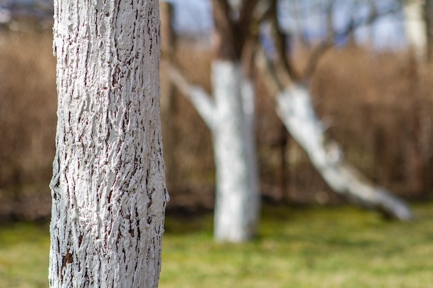 Tronchi di alberi di mele dipinti con vernice bianca per proteggere dai roditori in giardino