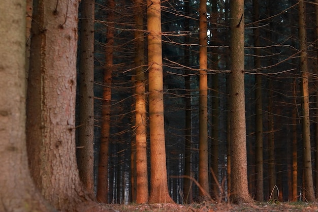 Tronchi di alberi in una foresta di abete rosso al tramonto