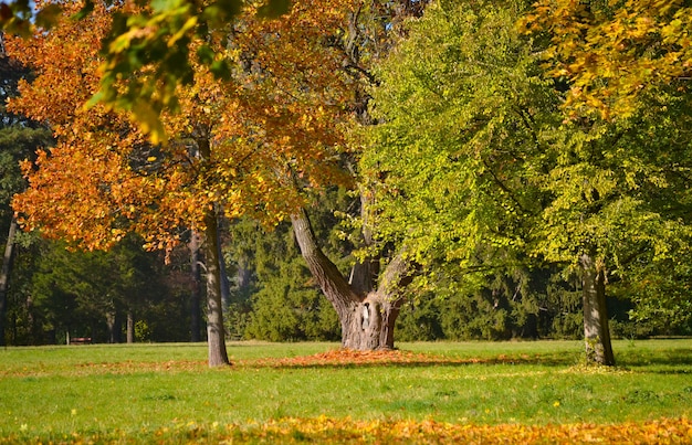 Tronchi di alberi nel parco con prato e lettiera