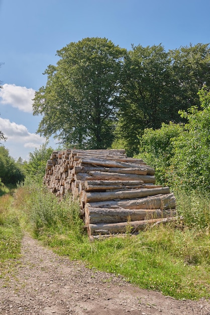 Tronchi di alberi tagliati accatastati in una foresta Raccolta di ceppi secchi di legname e materiale di legno duro spaccato per legna da ardere e industria del legname Paesaggio rustico con deforestazione e abbattimento nei boschi