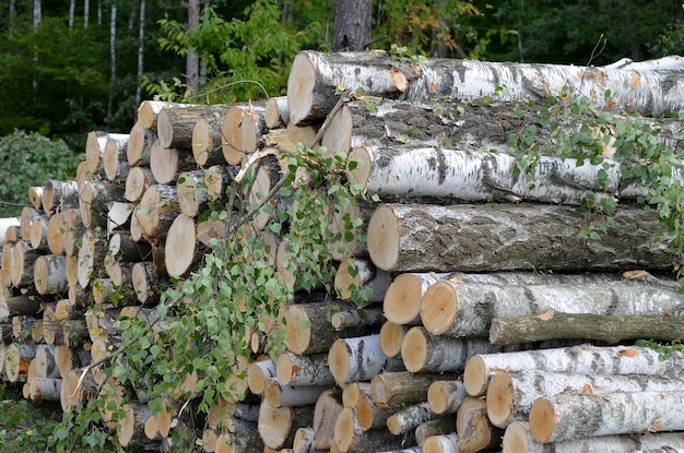 Tronchi di alberi tagliati primo piano deforestazione