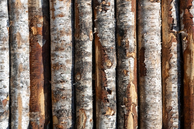 Tronchi di betulla in righe. gli alberi sono accatastati con pile. rivestire di legno. Foto di alta qualità