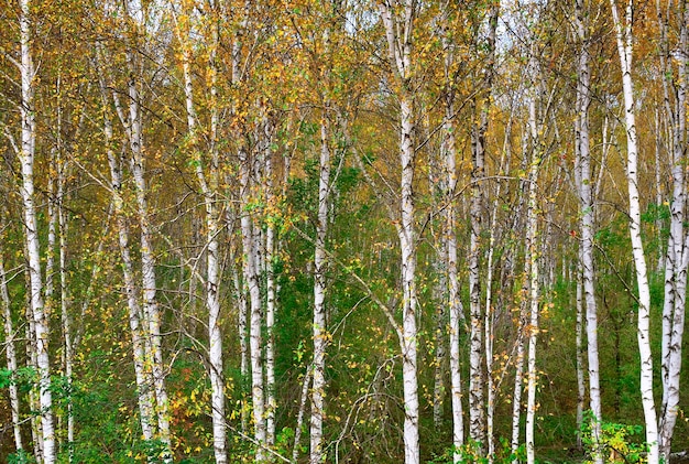 Tronchi di betulle autunnali Un boschetto con fogliame dorato di alberi bianchi russi Regione di Novosibirsk