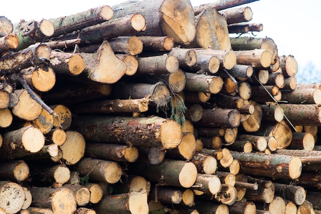 Tronchi di faggio, parco nazionale, legname forestale. Materiale in legno
