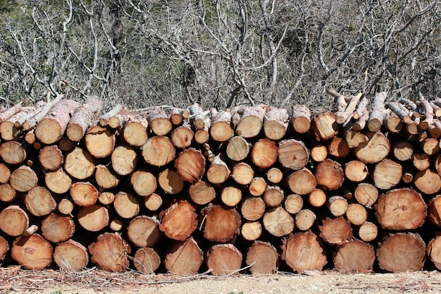 Tronchi di legno con foresta sullo sfondo