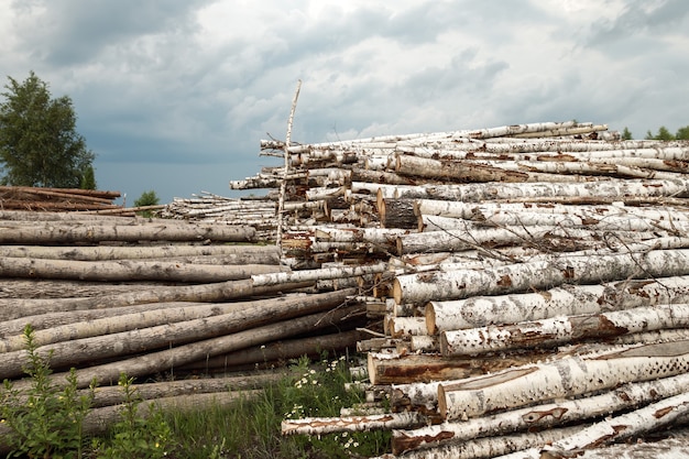 Tronchi di legno con foresta