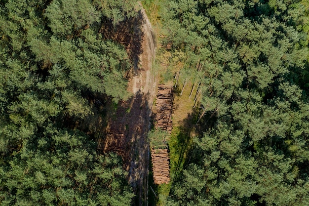 Tronchi di legno da una pineta