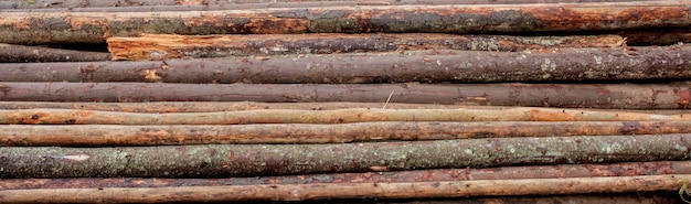 Tronchi di legno di pinete nella foresta, accatastati in un mucchio. Tronchi d'albero appena tritati accatastati uno sopra l'altro in un mucchio.