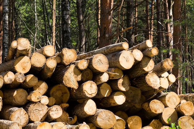 tronchi di legno di pino