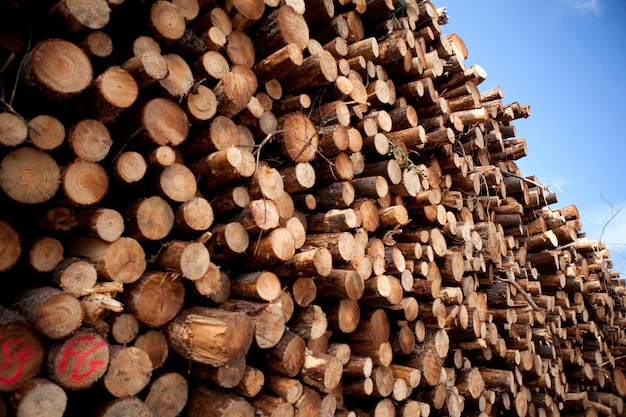 Tronchi di legno e pino tagliati in una foresta