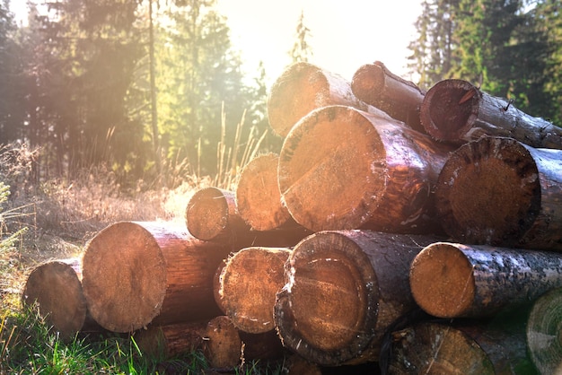 Tronchi di legno sdraiati sull'erba. Accatastare tronchi di legno.