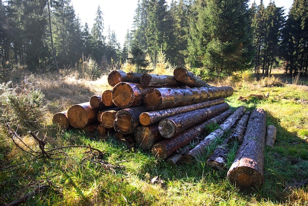 Tronchi di legno sdraiati sull'erba. Accatastare tronchi di legno.