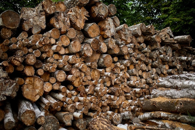 Tronchi di legno segati tagliati a secco struttura del palo di legno