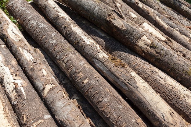 Tronchi di pini di conifere accatastati insieme durante la raccolta del legno, legno con corteccia e danni