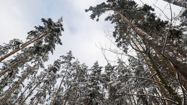 Tronchi di pino innevati ne alberi in fila Foresta innevata