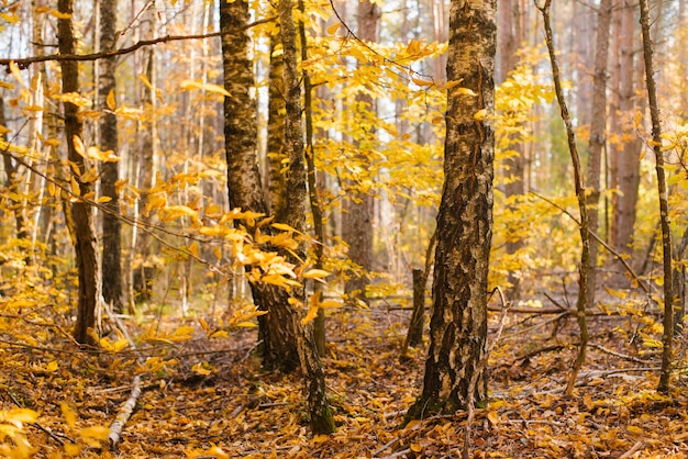 Tronchi di rami di betulla nella foresta di autunno giallo