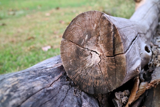 Tronchi di registro accumulano il legname di registrazione sull'erba verde Concetto di natura