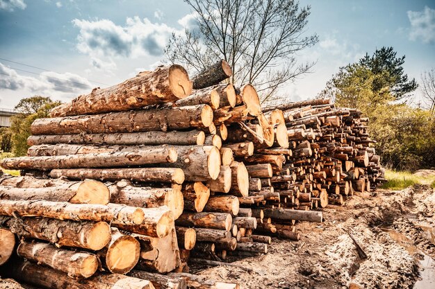 Tronchi di tronchi di abete rosso Tronchi di alberi segati dalla foresta Industria del legname di registrazione del legname Tagliare gli alberi lungo una strada preparata per la rimozione