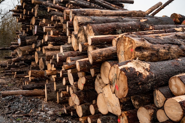 Tronchi di tronchi di abete rosso Tronchi di alberi segati dalla foresta Industria del legname di registrazione del legname Tagliare gli alberi lungo una strada preparata per la rimozione