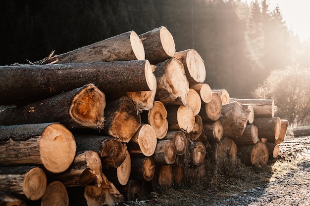 Tronchi di tronchi di abete rosso Tronchi di alberi segati dalla foresta Industria del legname di registrazione del legname Tagliare gli alberi lungo una strada preparata per la rimozione