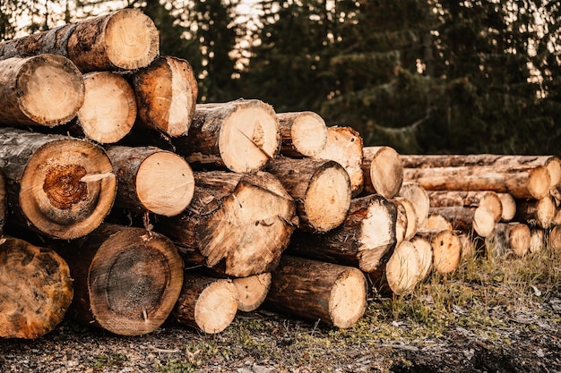 Tronchi di tronchi di abete rosso Tronchi di alberi segati dalla foresta Industria del legname di registrazione del legname Tagliare gli alberi lungo una strada preparata per la rimozione