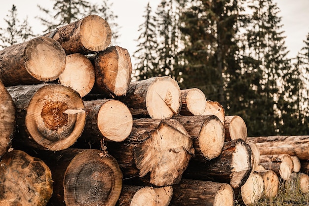 Tronchi di tronchi di abete rosso Tronchi di alberi segati dalla foresta Industria del legname di registrazione del legname Tagliare gli alberi lungo una strada preparata per la rimozione