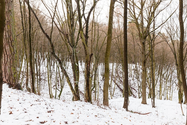 Tronchi marroni di alberi decidui spogli sotto la neve, paesaggio invernale