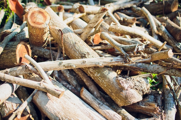 Tronchi sparsi intorno Alberi tagliati con sega