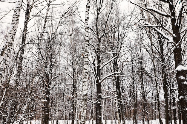 Tronchi spogli di querce e betulle nella foresta innevata