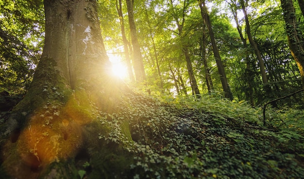 Tronco d'albero al sole del mattino