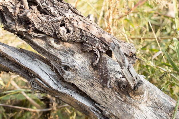 Tronco d&#39;albero, alberi abbattuti