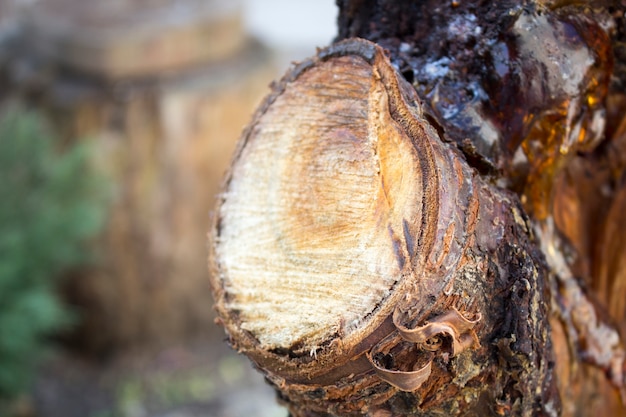 Tronco d&#39;albero, alberi abbattuti