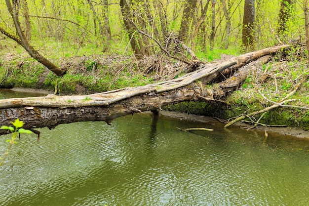 Tronco d'albero caduto come ponte su un fiume nella foresta verde