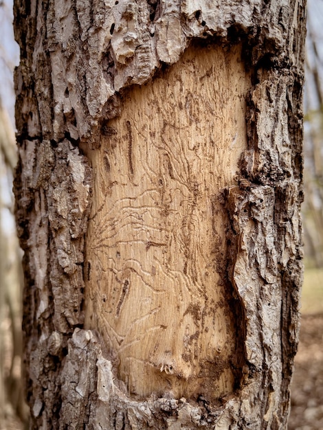 Tronco d'albero con corteccia esfoliante Albero malato danneggiato dallo scarabeo della corteccia