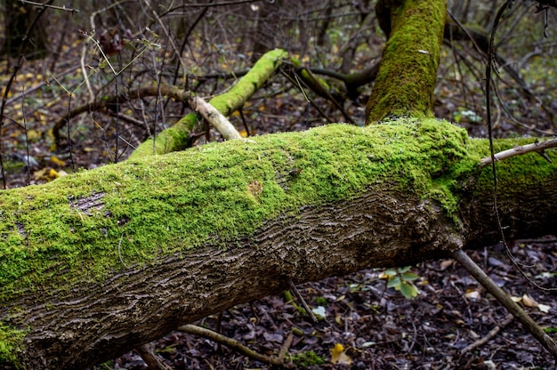 tronco d'albero con muschio verde invaso