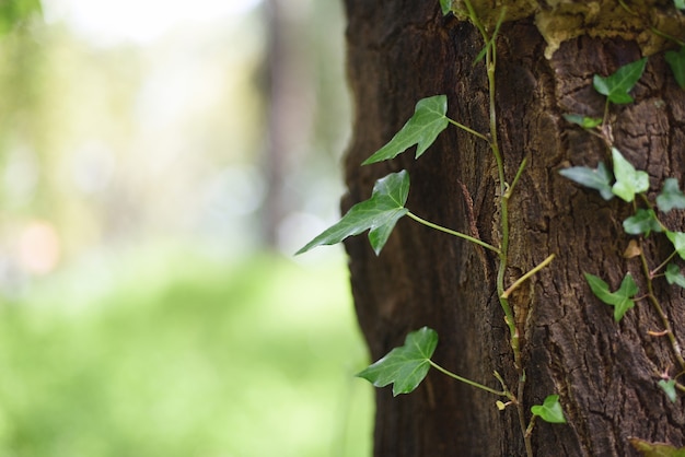 Tronco d'albero con viticoltura rampicante