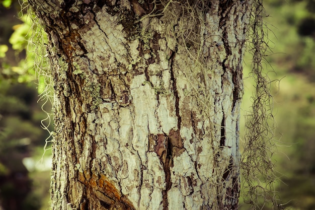 Tronco d'albero di avocado all'aperto, struttura del guscio di legno dell'albero