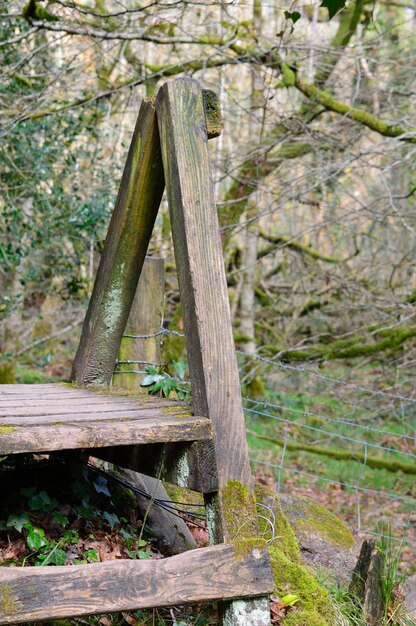 Tronco d'albero in legno nella foresta