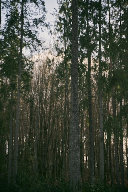 Tronco d'albero isolato dalla corteccia di fondo dell'albero