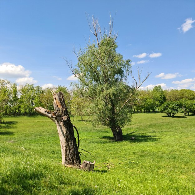 Tronco d'albero morto su una collina verde