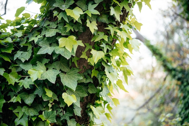 Tronco d'albero rampicante della vite dell'edera verde