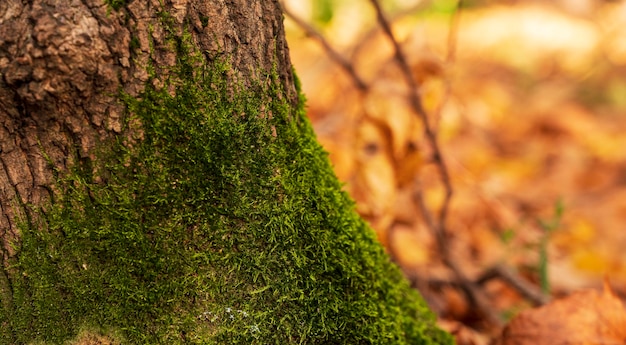 Tronco d'albero ricoperto di muschio