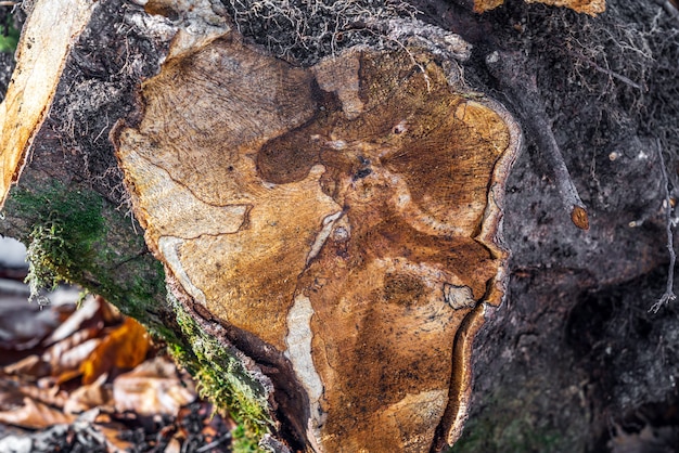 Tronco d'albero segato in sezione