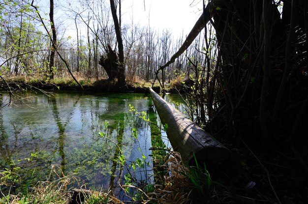 Tronco d'albero sopra il torrente