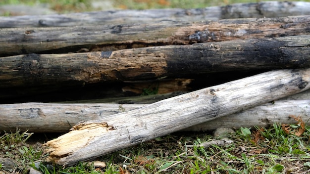 tronco d'albero su erba, struttura in legno naturale.