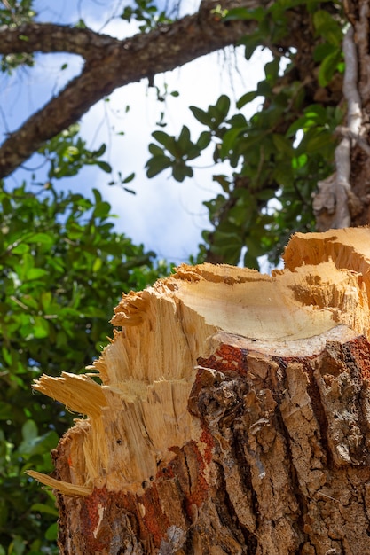 Tronco d'albero tagliato con una foresta sullo sfondo