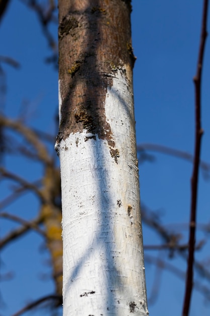 Tronco d'albero