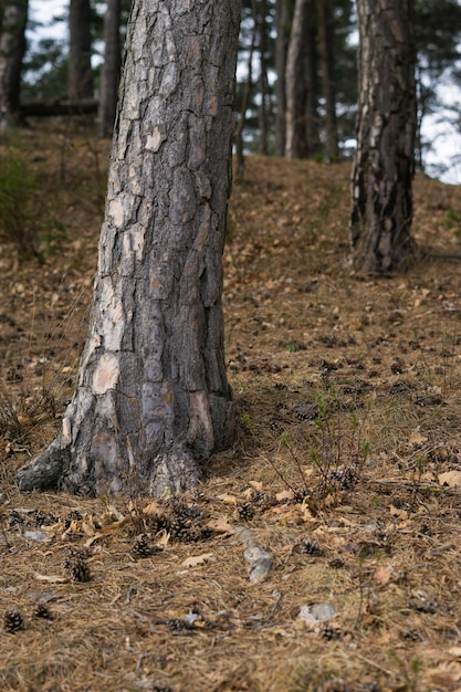 Tronco d&#39;albero